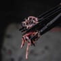 Avid Carp Worm Choppers In Use 2