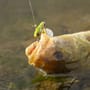Berkley Pulse Spintail Lure 5g In Use 1