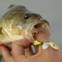 Berkley Pulse Spintail Lure 21g In Use 2