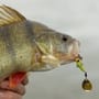 Berkley Pulse Spintail Lure 9g In Use 3
