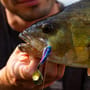 Berkley Pulse Spintail Lure 14g In Use 4