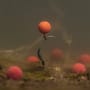 Korda ISO Sweet Pop Up Boilies