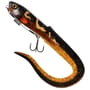 Burbot