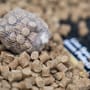 CC Moore Live System Pellets