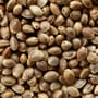 Copdock Angling Huge Hempseed 700g