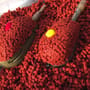 Daiwa Advantage Baits Krill Method Box