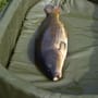 Daiwa Folding Unhooking Mat 3