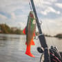 Daiwa prorex trout swimbait 18cm rainbow trout In Use  6