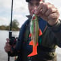 Daiwa prorex trout swimbait 18cm rainbow trout In Use  3