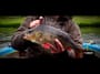 Greys GR50 Lure predator rods.