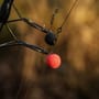 Sticky Baits AD Plumz Pop Ups 16mm In Use 2