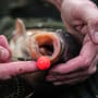 Sticky Baits AD Plumz Pop Ups 16mm In Use 8