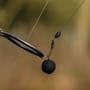 Sticky Baits AD Plumz Pop Ups 16mm In Use 13