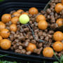 Dynamite Baits Session Pack Inc Pop Ups - Peppered Fruit