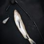 PikePro Leger Fishing Kit In Use 6