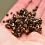 Dynamite Baits The Source Frenzied Hempseed 700g Close Up 2