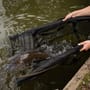 Fox STR Floatation Weigh Sling In Use 8