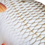 Gaby Fish Pillows The Roach Scales