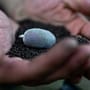 Munch Baits Hydro Fish Pellets 1.5kg 4