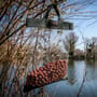 One More Cast rat bag hanging in tree, with boilies in bag