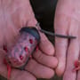 Kamasan Large Black Cap Fishing Feeder In Use 3