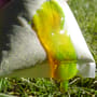 Kodex Ectoplasm Demo 2