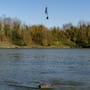 Korda Adjustable Fishing Zig Kit In Use 2