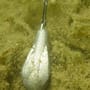 Korda Marker Lead Probe In Use