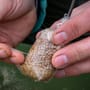 Korda Solidz Fishing PVA Bags In Use 5