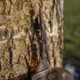Korum Camo Safety Clip Kit - QC 2