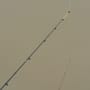 Korum Phase 1 Feeder Fishing Rod 10ft In Use 7