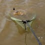 Korum Power Folding Triangle Latex Landing Net 5