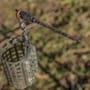 Korum Camo Running Fishing Rig Kit XL In Use