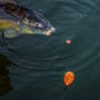 Korum Surface Bombs Fluoro In Use