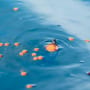 Korum Surface Feeder Float 4