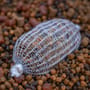 Mainline Spod & PVA Pellet Mix Lifestyle 2