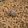 Matrix MXC-2 Spade End Barbless X-Strong Pole Rigs 15cm 5