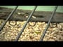 Daiwa Infinity DF Carp Rod 2