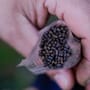 Munch Baits Salmon Micro Pellets 1.5kg 4