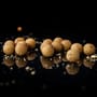 Advanta N-Fused Dairy Nut Shelf Life Boilies 4