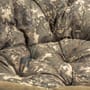 Nash Indulgence Low Moon Fishing Chair 2020 Design