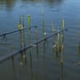 Nash Dwarf Cork Fishing Rods In Use 6