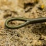 OMC Blend Big Beast Fuzed Kevlar Fishing Leader Close Up 1