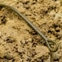 OMC Blend Big Beast Fuzed Kevlar Fishing Leader Close Up 2