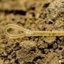 OMC Blend Fuzed QC Fishing Leader Close Up 7