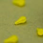 OMC Dazzlers Cornello Long Distance Fishing Hook Bead Close Up 4