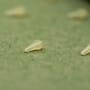OMC Dazzlers Mago White Long Distance Fishing Hook Bead Close Up 2