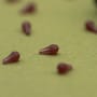 OMC Dazzlers Worm Brown Long Distance Fishing Hook Bead Close Up 3