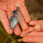 OMC FC Lure Kit - Medium