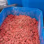 Preston 6 Pint Bait Tub In Use 4